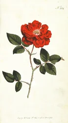 Immerblühende Rose (Rosa Semperflorens), Tafel 284 aus William Curtis The Botanical Magazine (oder Flower Garden Displayed), veröffentlicht 1794